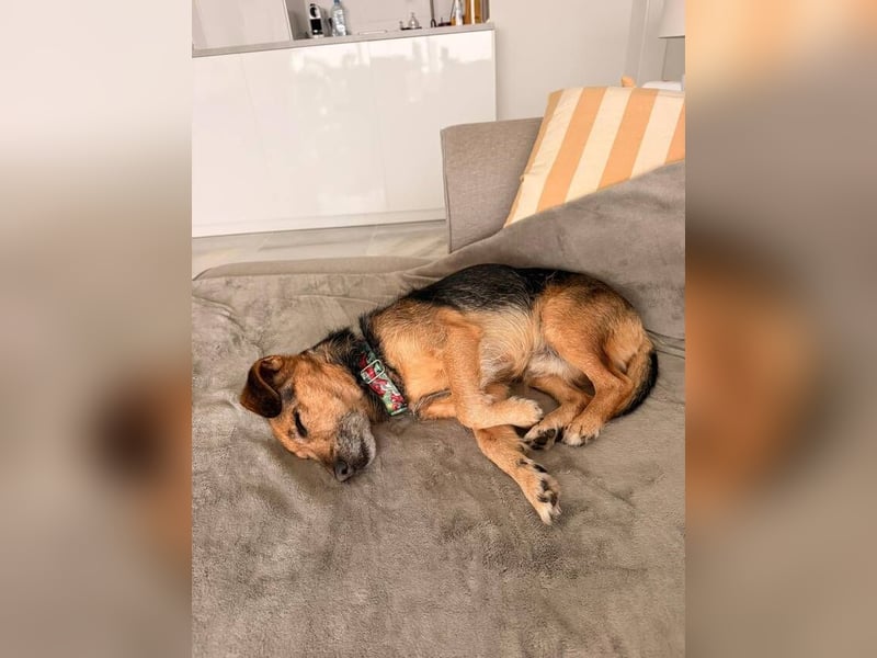 Dandi (Spanien) – leiser kleiner Terrier sucht einfühlsames Zuhause