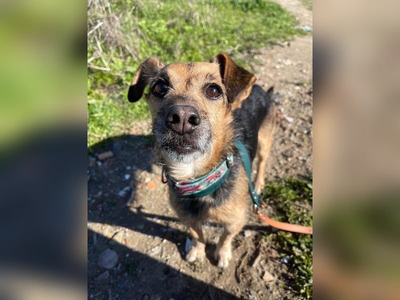 Dandi (Spanien) – leiser kleiner Terrier sucht einfühlsames Zuhause