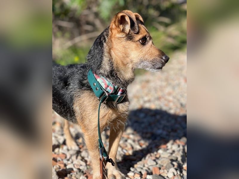 Dandi (Spanien) – leiser kleiner Terrier sucht einfühlsames Zuhause