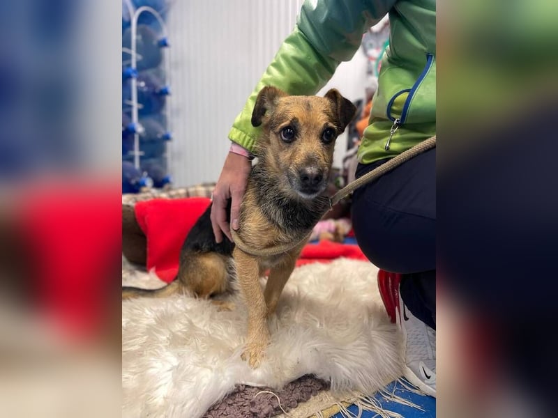 Dandi (Spanien) – leiser kleiner Terrier sucht einfühlsames Zuhause