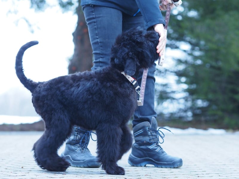 Schwarzer russischer Terrier Welpen