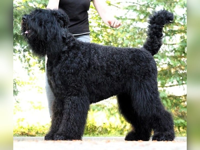Schwarzer russischer Terrier Welpen