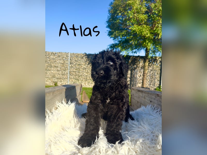 SCHWARZE RUSSISCHE TERRIER WELPEN AUSZUGSBEREIT!