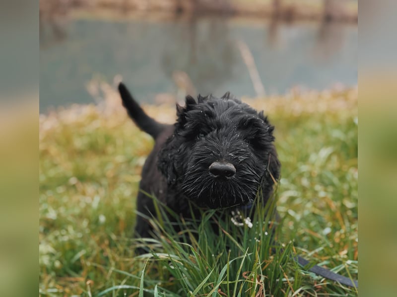 SCHWARZE RUSSISCHE TERRIER WELPEN AUSZUGSBEREIT!