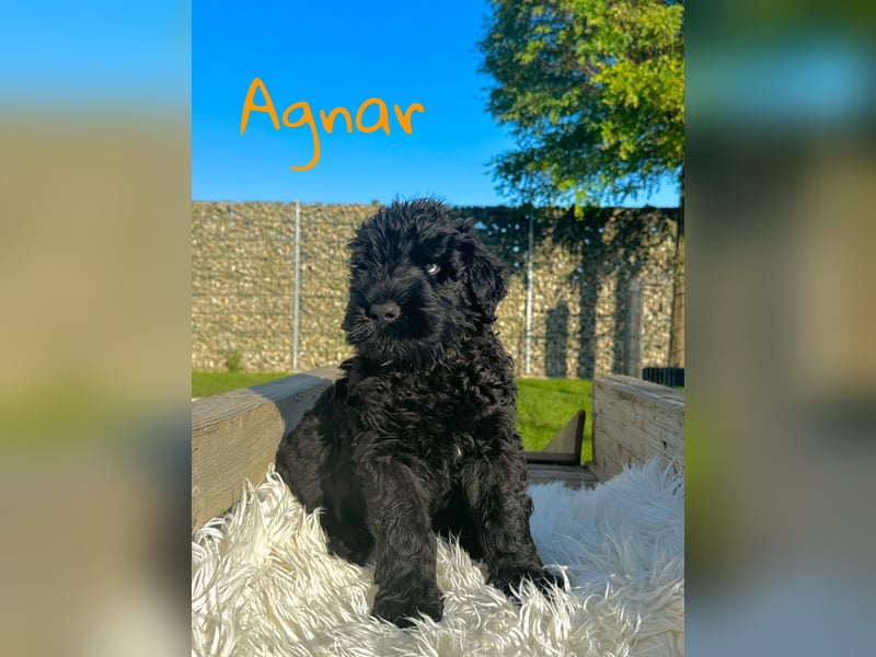 SCHWARZE RUSSISCHE TERRIER WELPEN AUSZUGSBEREIT!