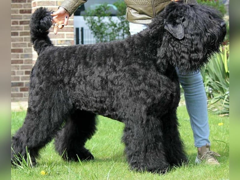 SCHWARZE RUSSISCHE TERRIER WELPEN AUSZUGSBEREIT!