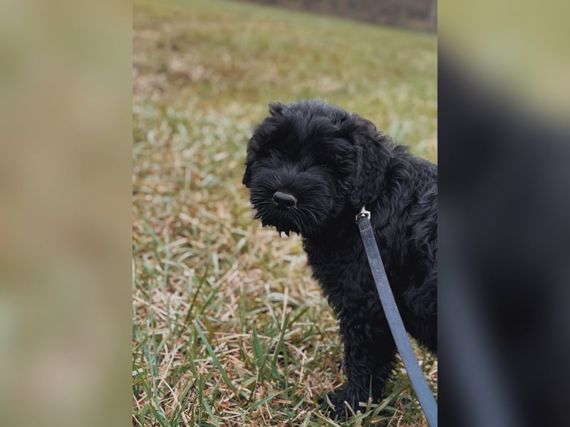 SCHWARZE RUSSISCHE TERRIER WELPEN AUSZUGSBEREIT!