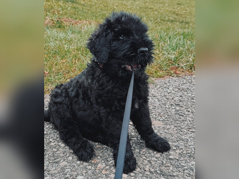 SCHWARZE RUSSISCHE TERRIER WELPEN AUSZUGSBEREIT!