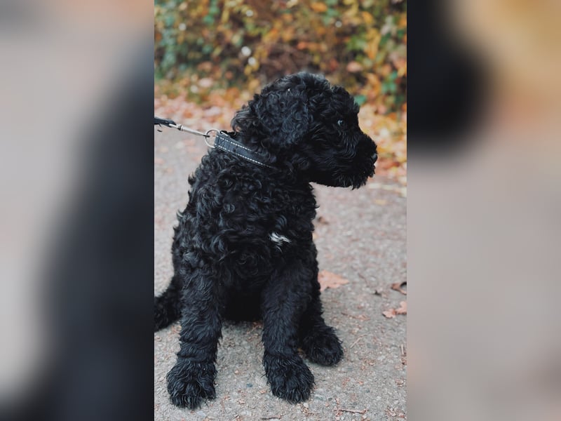 SCHWARZE RUSSISCHE TERRIER WELPEN AUSZUGSBEREIT!