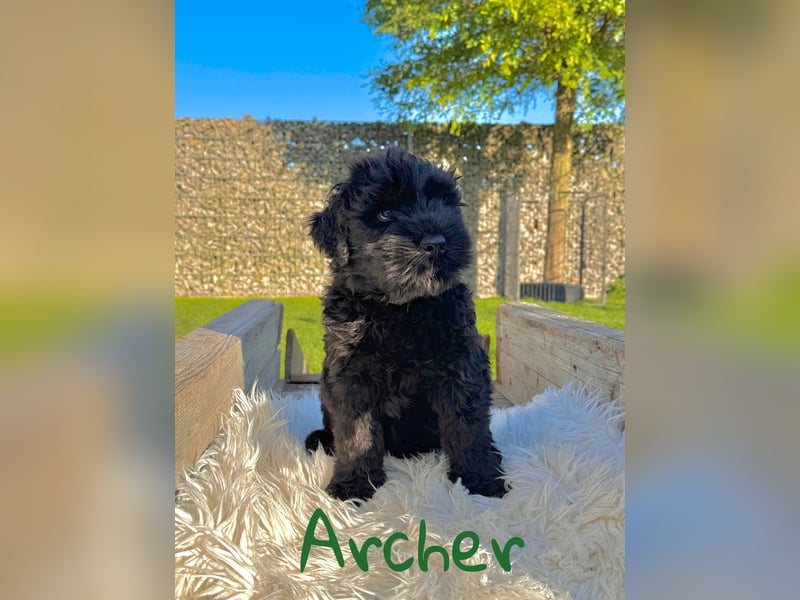 SCHWARZE RUSSISCHE TERRIER WELPEN AUSZUGSBEREIT!