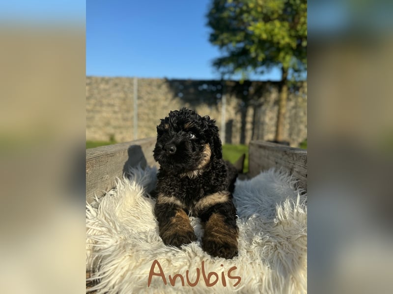 SCHWARZE RUSSISCHE TERRIER WELPEN AUSZUGSBEREIT!