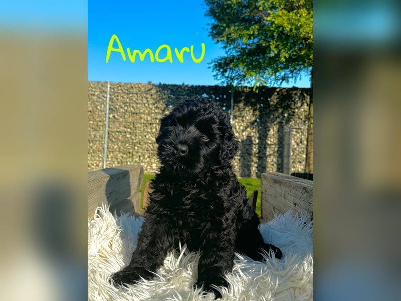 SCHWARZE RUSSISCHE TERRIER WELPEN AUSZUGSBEREIT!
