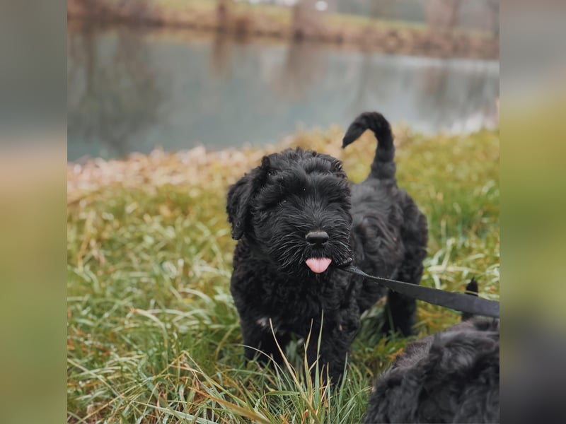 SCHWARZE RUSSISCHE TERRIER WELPEN AUSZUGSBEREIT!