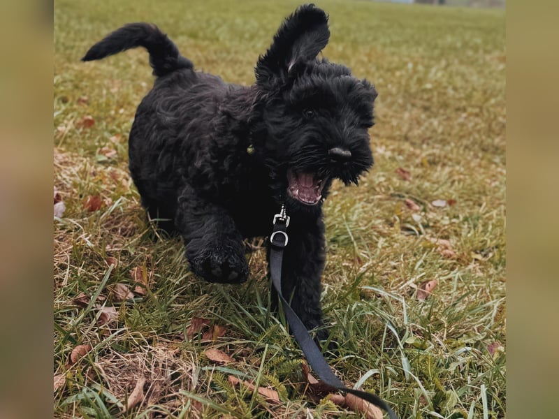 SCHWARZE RUSSISCHE TERRIER WELPEN AUSZUGSBEREIT!