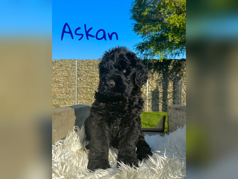 SCHWARZE RUSSISCHE TERRIER WELPEN AUSZUGSBEREIT!