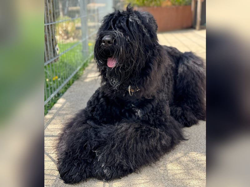SCHWARZE RUSSISCHE TERRIER WELPEN AUSZUGSBEREIT!