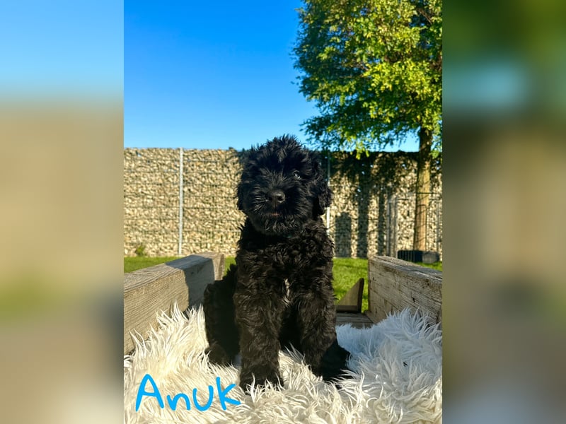 SCHWARZE RUSSISCHE TERRIER WELPEN AUSZUGSBEREIT!