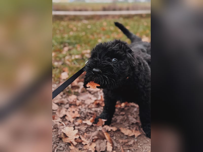 SCHWARZE RUSSISCHE TERRIER WELPEN AUSZUGSBEREIT!
