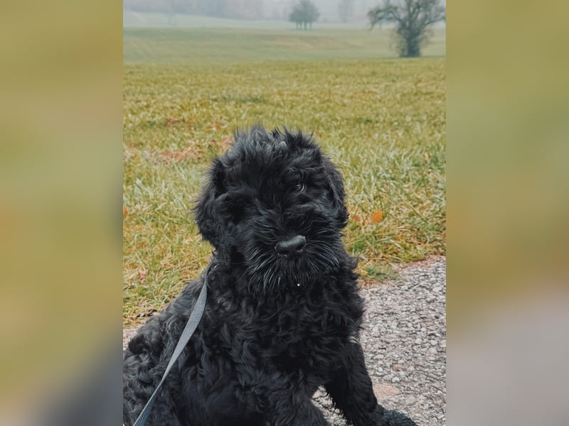 SCHWARZE RUSSISCHE TERRIER WELPEN AUSZUGSBEREIT!