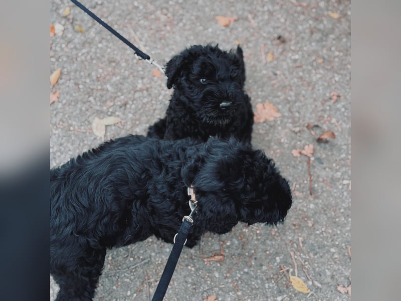 SCHWARZE RUSSISCHE TERRIER WELPEN AUSZUGSBEREIT!