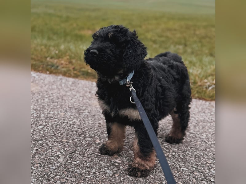 SCHWARZE RUSSISCHE TERRIER WELPEN AUSZUGSBEREIT!