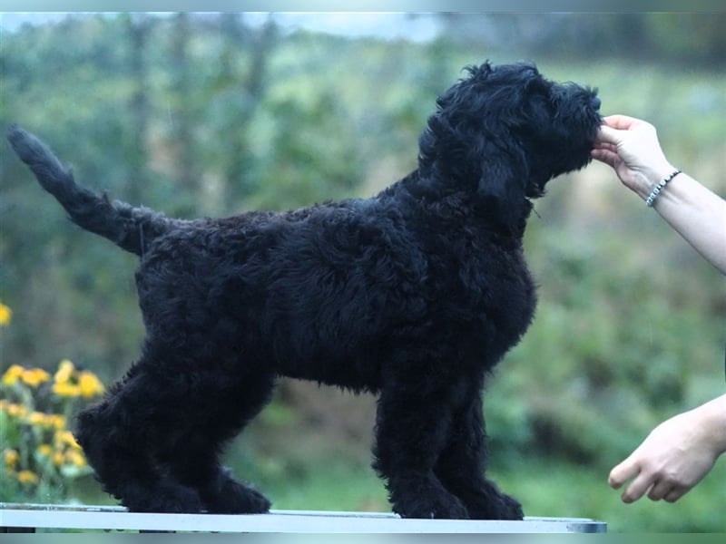 Schwarzer russischer Terrier Welpen