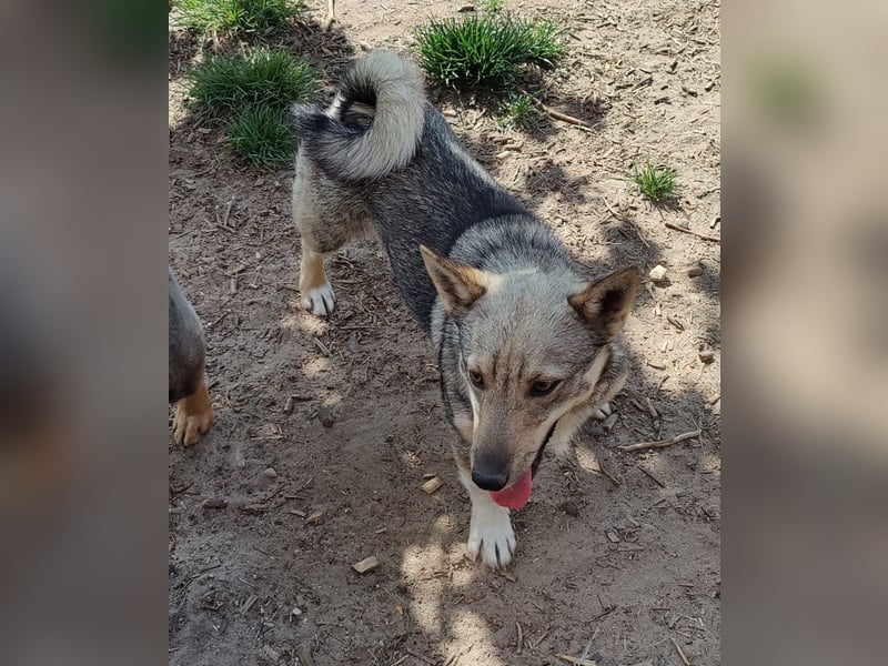 Västgötaspets Hündin 15 Monate