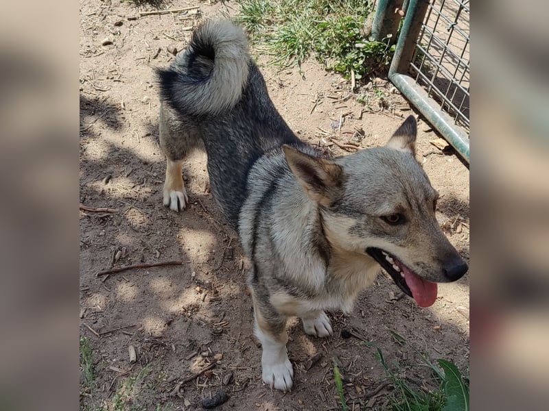 Västgötaspets Hündin 15 Monate