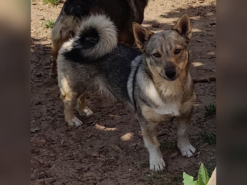 Västgötaspets Hündin 15 Monate