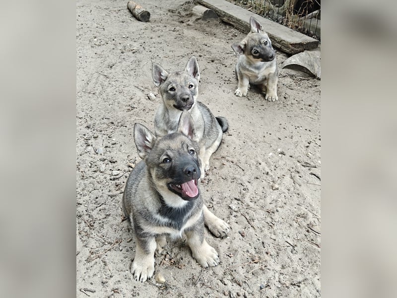 2 tolle Rüden und eine ebenso tolle Hündin möchten noch gefunden werden