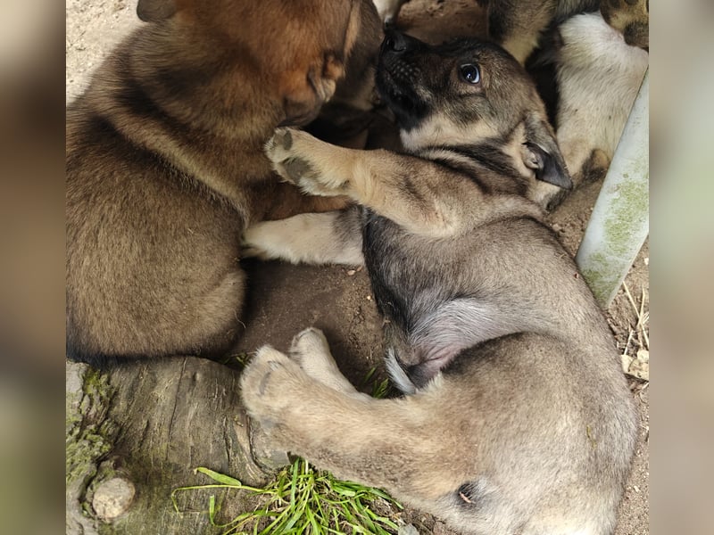 Västgötaspets Welpen suchen "ihre" Familien