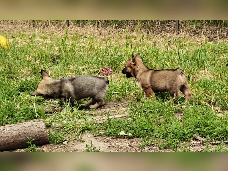 Västgötaspets Welpen suchen "ihre" Familien