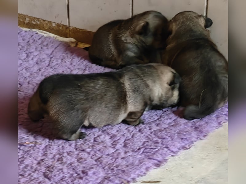 Wir haben sehr schöne typvolle Västgötaspets Welpen
