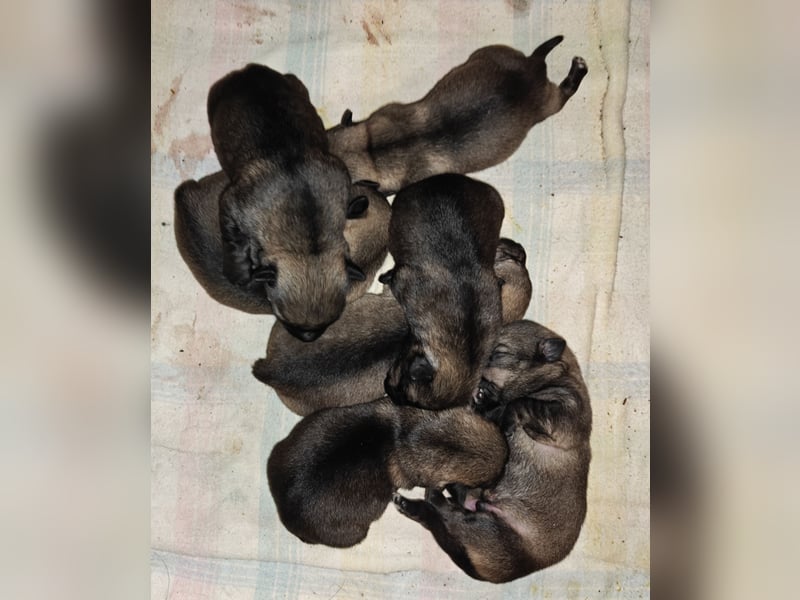 Västgötaspets Welpen suchen "ihre" Familien