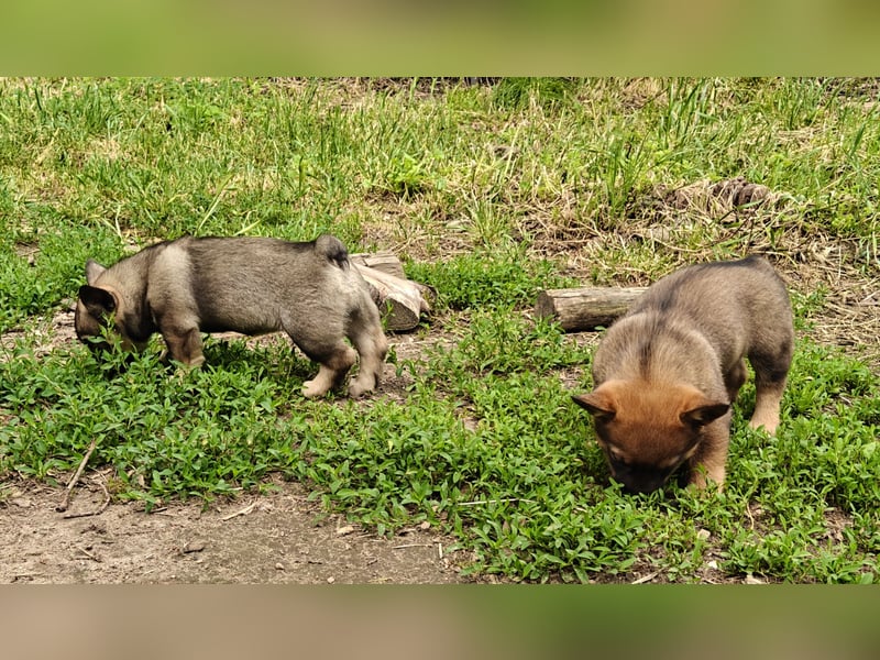 Västgötaspets Welpen suchen "ihre" Familien
