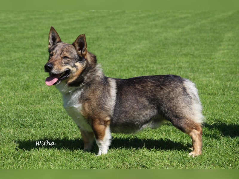 Västgötaspets Rüde