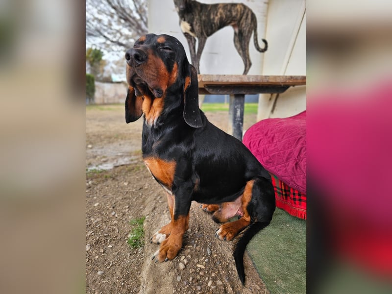 ASKANI ❤️ wundervoller Bruno de Jura, Pflegefamilien Kevelaer