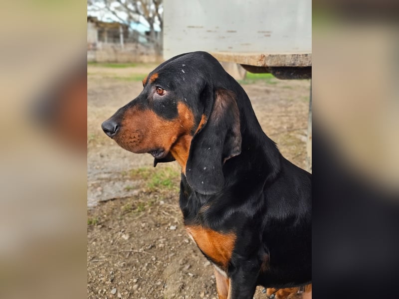 ASKANI ❤️ wundervoller Bruno de Jura, Pflegefamilien Kevelaer