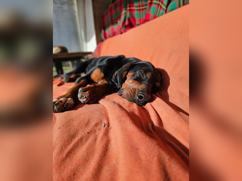 ASKANI ❤️ wundervoller Bruno de Jura, Pflegefamilien Kevelaer