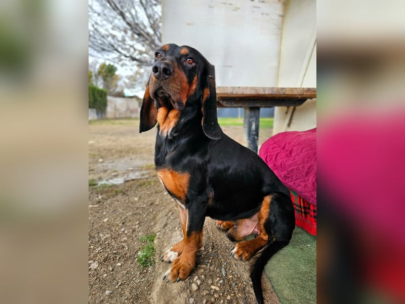 ASKANI ❤️ wundervoller Bruno de Jura, Pflegefamilien Kevelaer