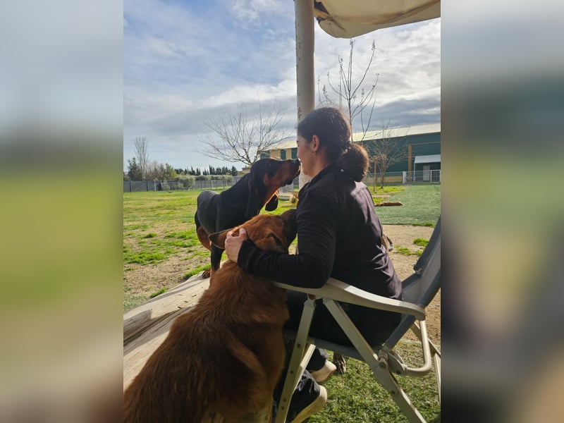 ASKANI ❤️ wundervoller Bruno de Jura, Pflegefamilien Kevelaer