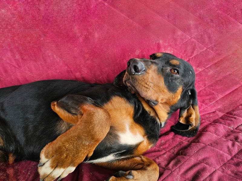 ASKANI ❤️ wundervoller Bruno de Jura, Pflegefamilien Kevelaer