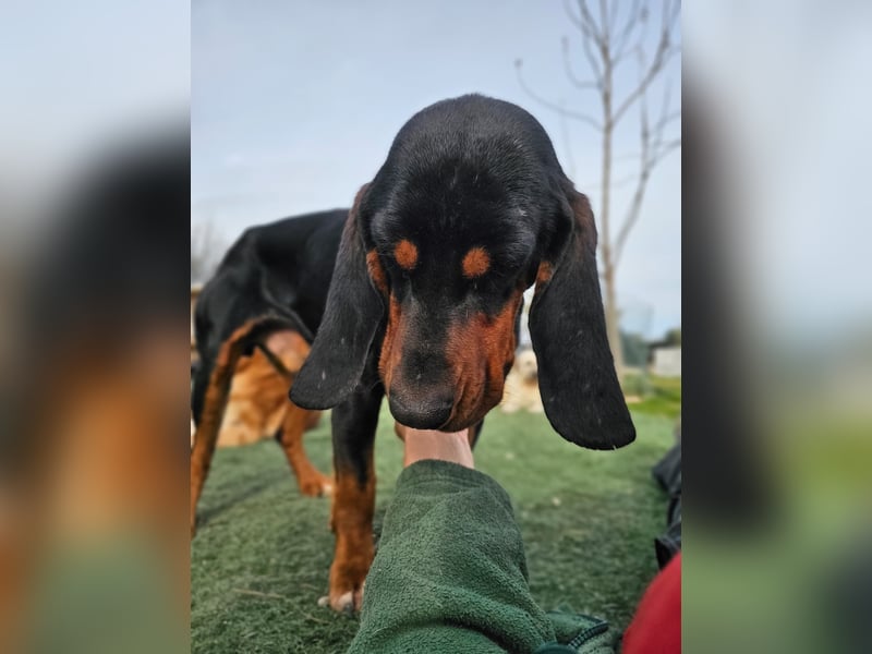 ASKANI ❤️ wundervoller Bruno de Jura, Pflegefamilien Kevelaer