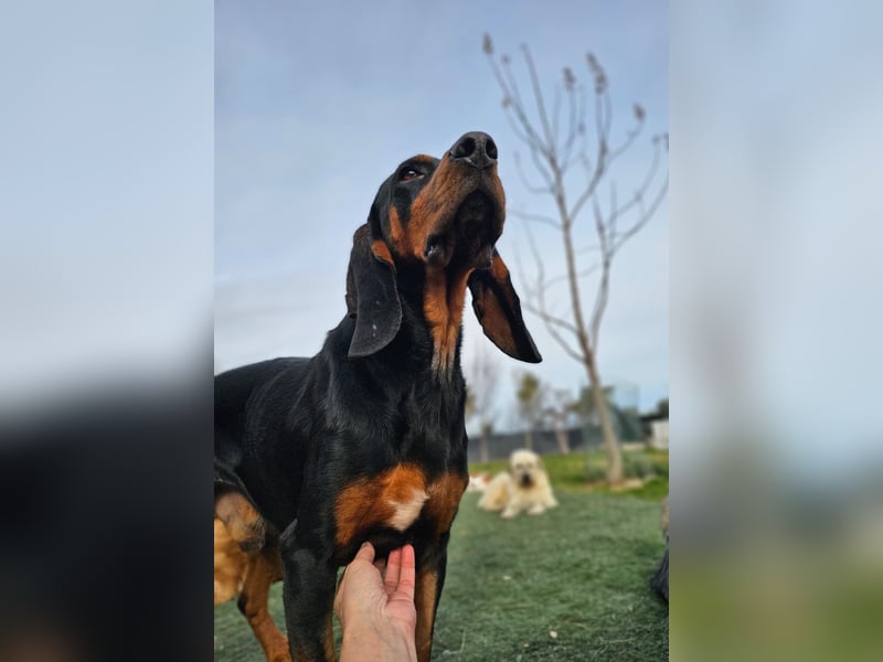 ASKANI ❤️ wundervoller Bruno de Jura, Pflegefamilien Kevelaer