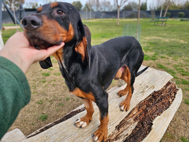 ASKANI ❤️ wundervoller Bruno de Jura, Pflegefamilien Kevelaer