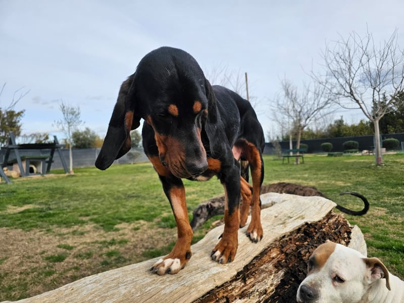ASKANI ❤️ wundervoller Bruno de Jura, Pflegefamilien Kevelaer