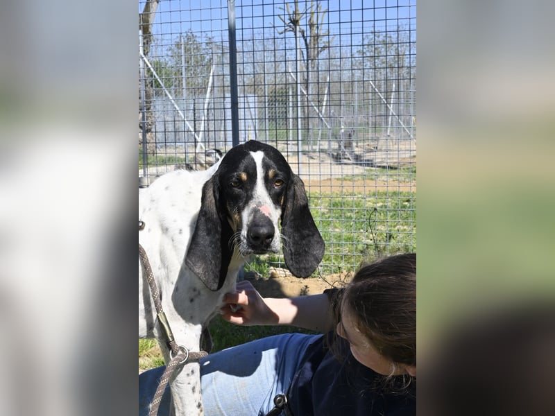 Valentin - (Dringend Zuhause oder Pflegestelle gesucht) Personaltrainer sucht Lebensstellung