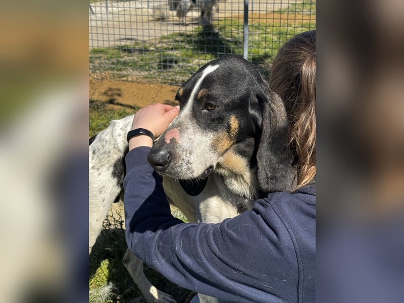 Valentin - (Dringend Zuhause oder Pflegestelle gesucht) Personaltrainer sucht Lebensstellung