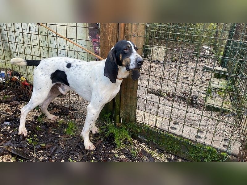 Valentin - (Dringend Zuhause oder Pflegestelle gesucht) Personaltrainer sucht Lebensstellung