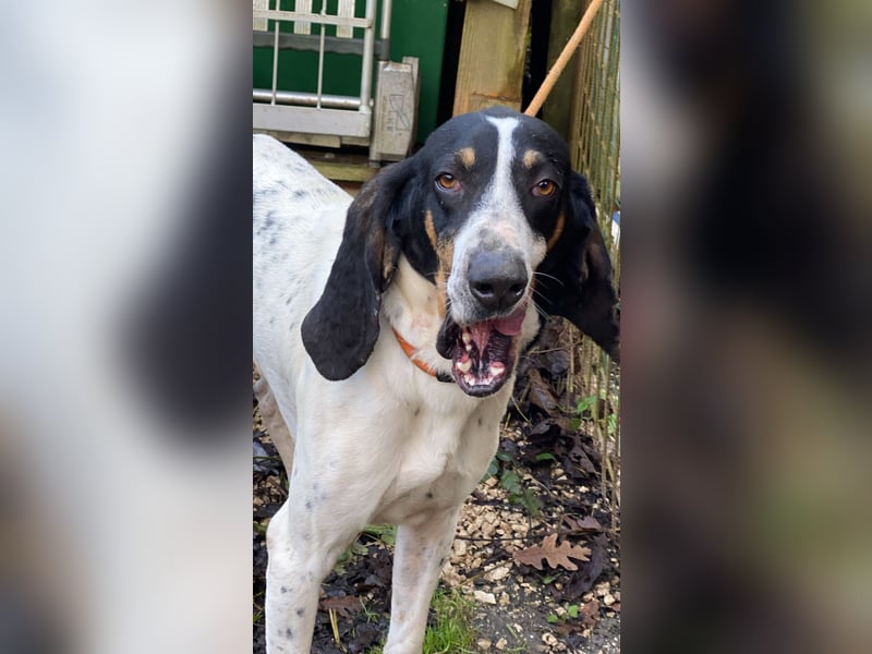 Valentin - (Dringend Zuhause oder Pflegestelle gesucht) Personaltrainer sucht Lebensstellung